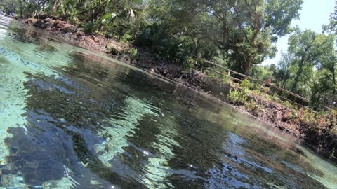 Diving into a School of Fish