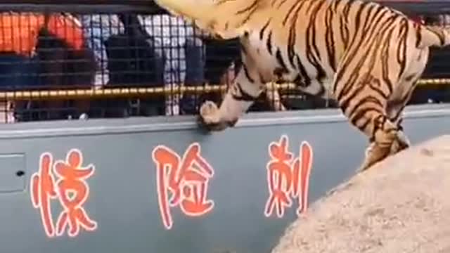 Tiger attack on bus