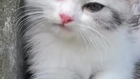 😻cute kitten 😍😘😍 #fouryou #cutekittensmeowing #cate #catlover #viral #foryoupage