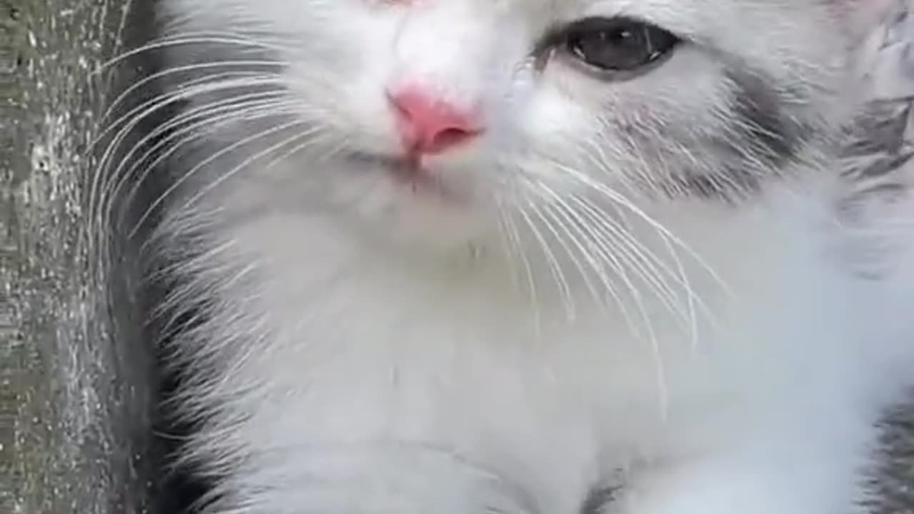 π»cute kitten πππ #fouryou #cutekittensmeowing #cate #catlover #viral #foryoupage