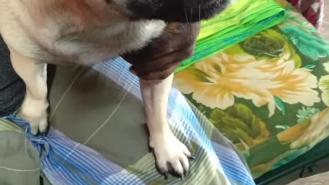 Pug dog angry with mummy