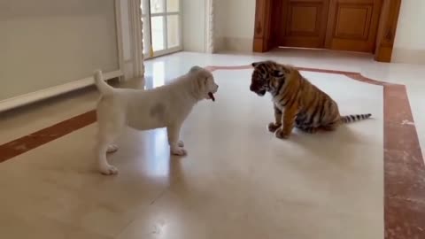 dog vs baby tiger video