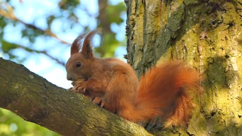 Squirrel videos|Beautiful squirrel