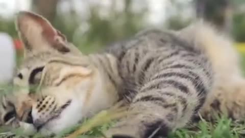 Beuatiful Cat Relaxing in the grass