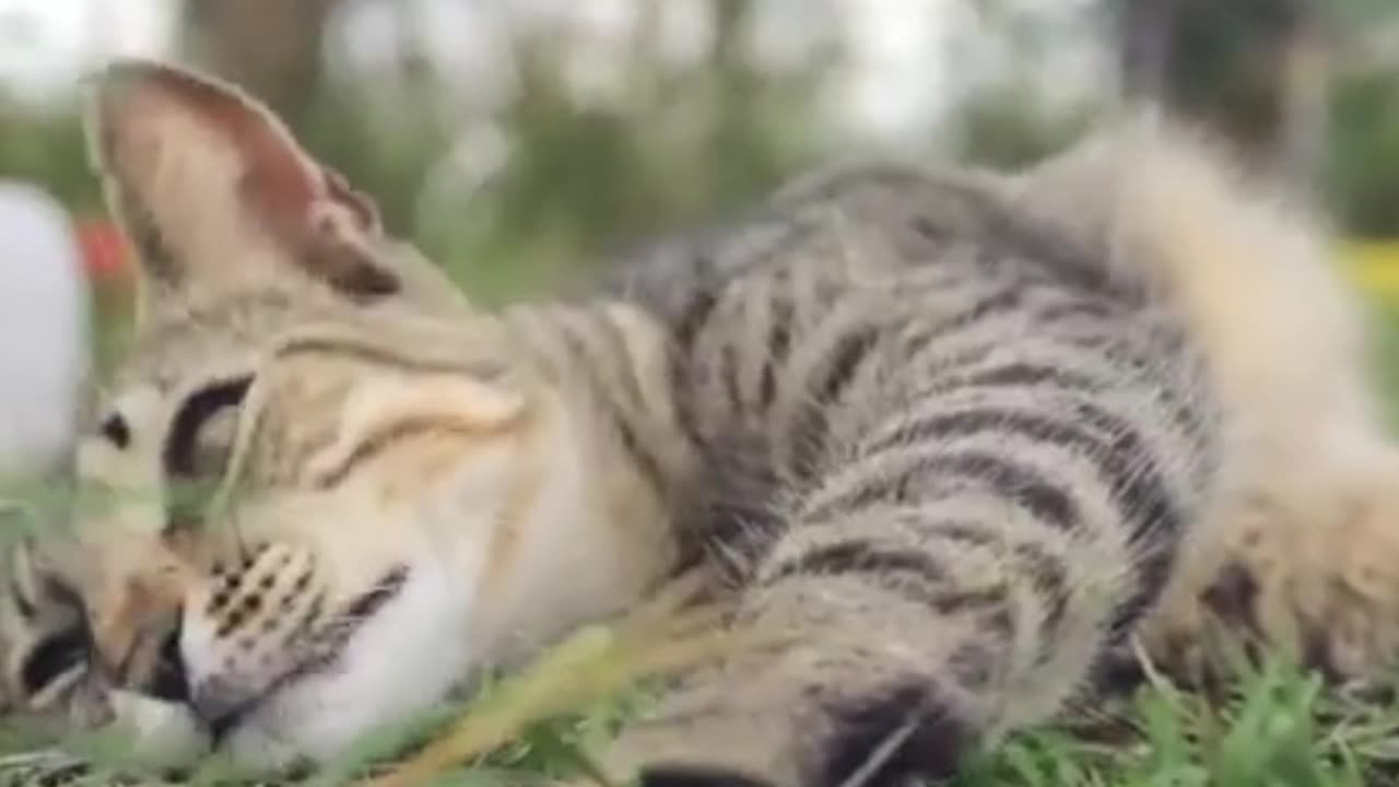 Beuatiful Cat Relaxing in the grass