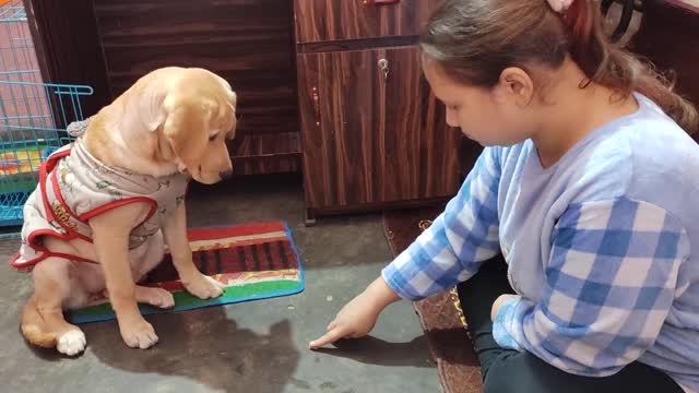 Labrador Training