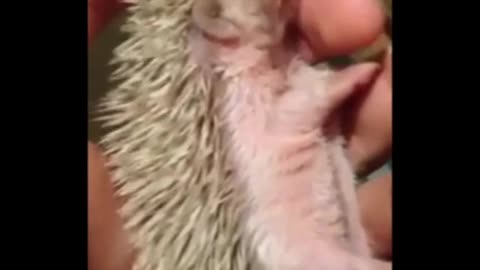 little hedgehog