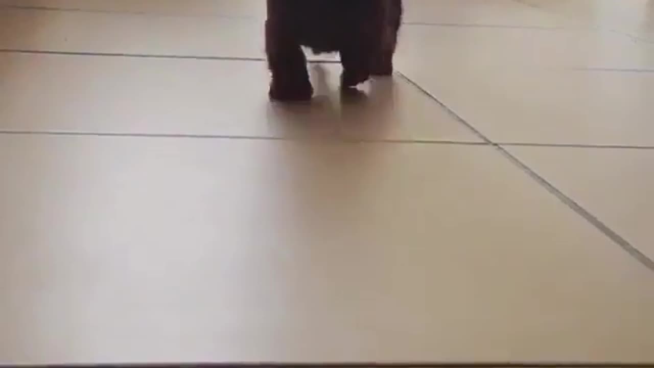 Cute and funny animals