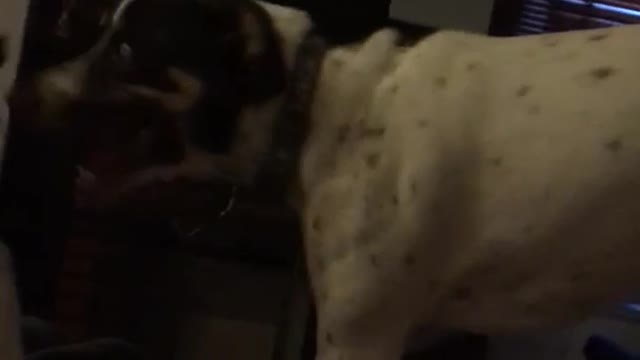 Two black white spotted dogs fight on bed
