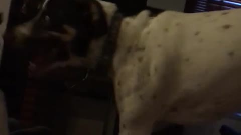 Two black white spotted dogs fight on bed