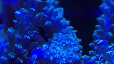 Acropora polyps