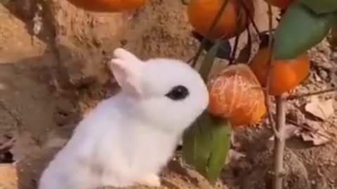 Best Funny Animal Videos