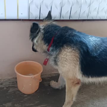 Julia drinks water freely