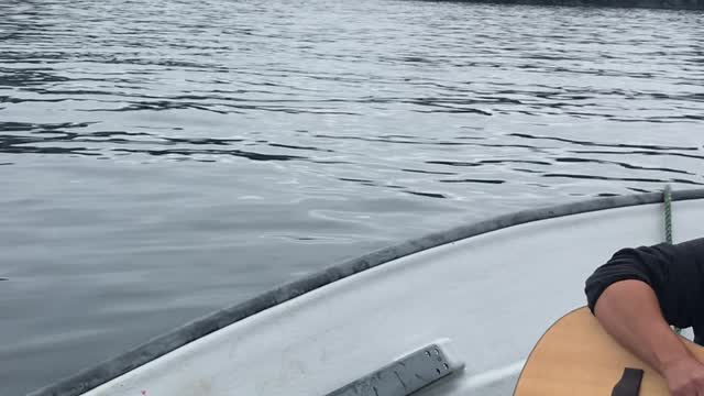 Whales Come Close to Boaters Singing and Playing Guitar