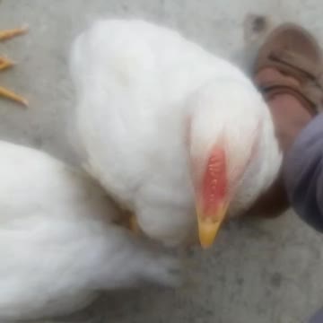 Chickens petted and still pecking