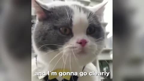 Cat talking
