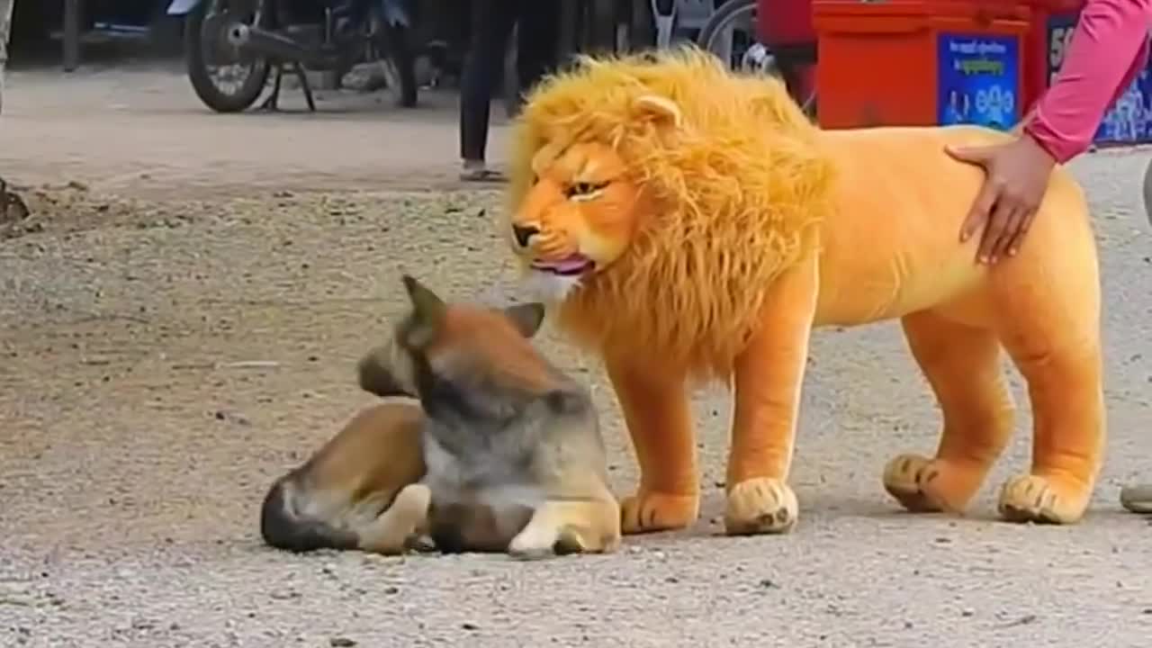 Troll Prank Dog Funny & fake Lion and Fake Tiger Prank