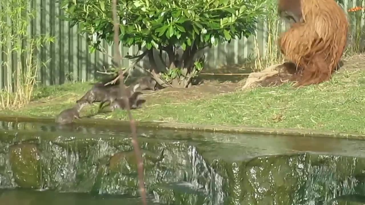 Otters teasing an Orangutan at the zoo!