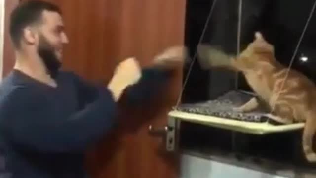 Cat skills
