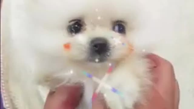 Baby dog cute and funny 😍🤩😊💘