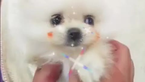 Baby dog cute and funny 😍🤩😊💘