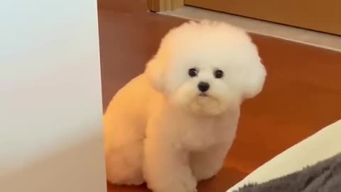 How WOULD You RATE this DOG 😱 _ Wholesome Animal