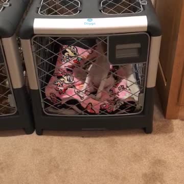 Jack Russell Howling In Her Kennel