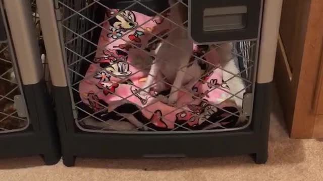 Jack Russell Howling In Her Kennel