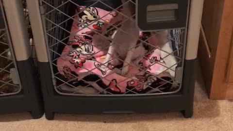 Jack Russell Howling In Her Kennel