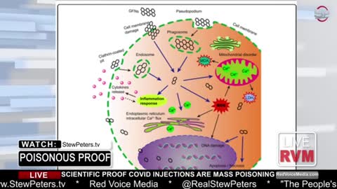 The ingredients found in Covid-19 vaccines
