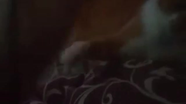 playful cat