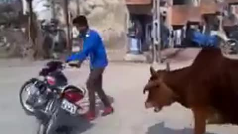 Have you ever seen a bull racing on a bicycle?