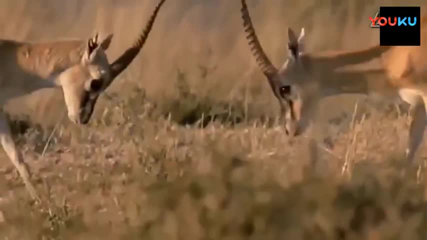 #Deer_#Fight_deer_#Animals