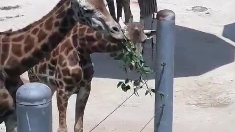 A cute giraffe is eating.