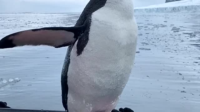 Curious Baby Penguin comes aboard