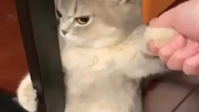 Cute Cat 😺 gaming time 😉
