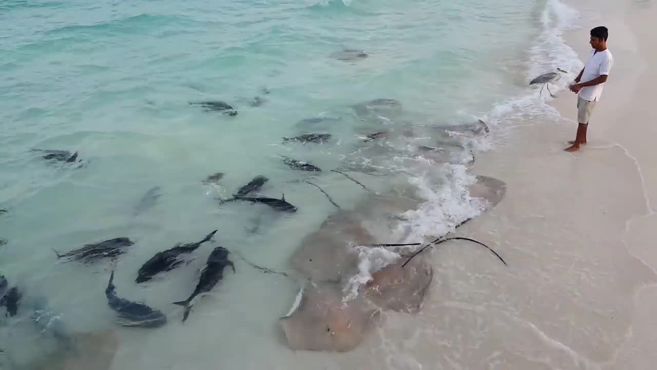 Feeding fish in maldives