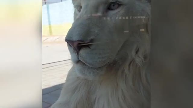 Real White Lions