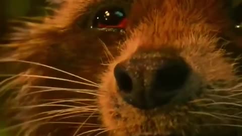 Ft. Rocket Racoon _ Rocket Sad 😔 Status _ #shorts