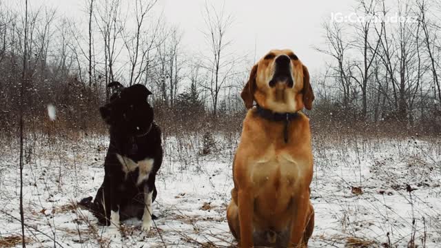 Tan and black dog sit in the falling snow