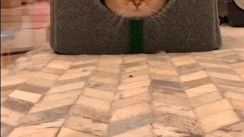 Cute cat playing happily at home