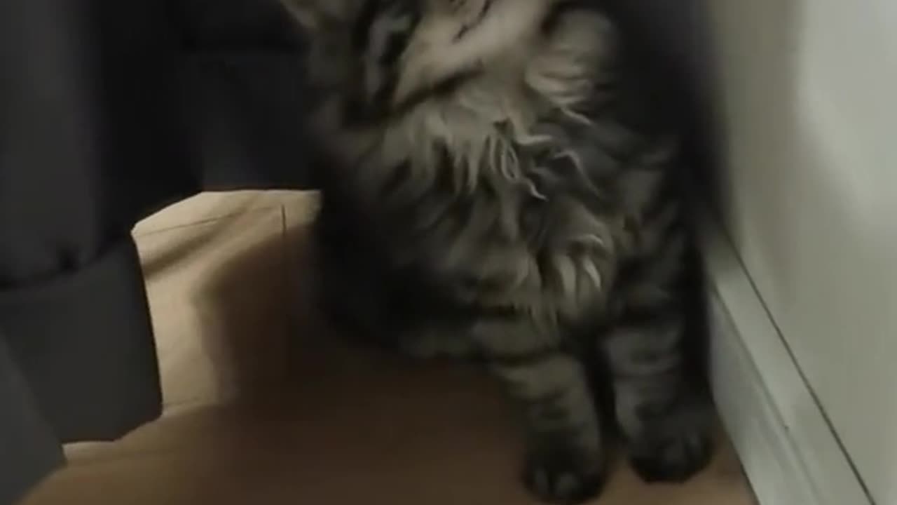 Cat meows when filmed🐱