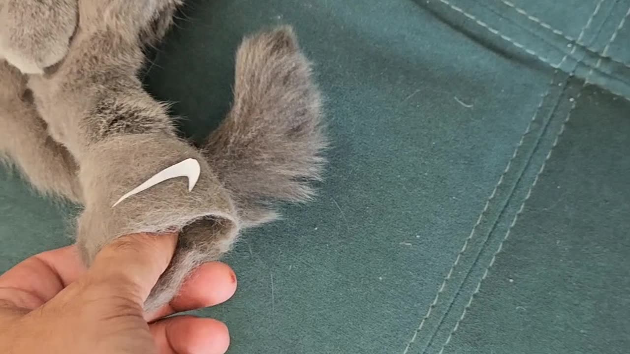 Cat Wears Slippers Made Of Own Fur