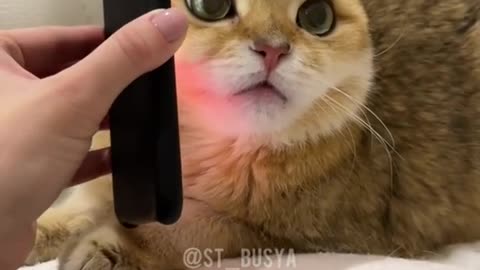 Cool funny cat short video