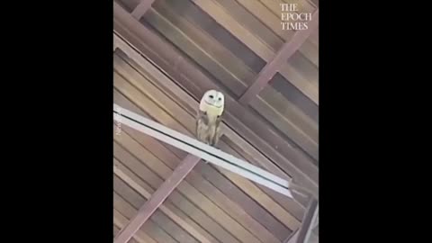 This Owl is wise!