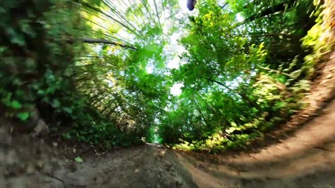 Positive Vibes: 360° Forest Walk