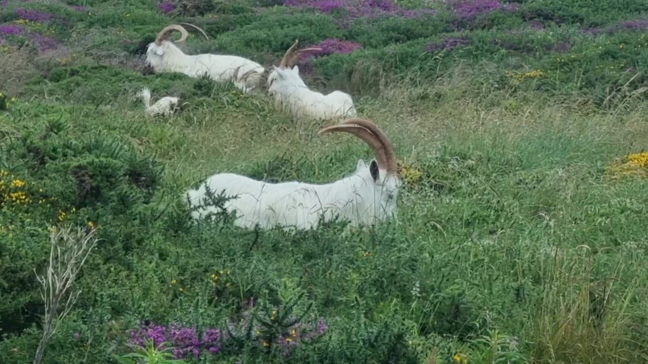 Goats In North Wales