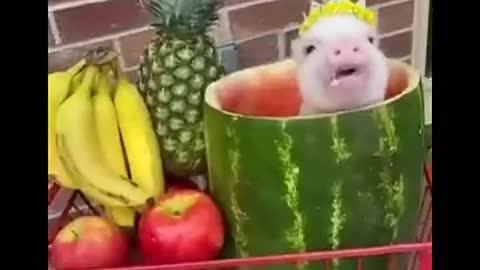 cute pig2