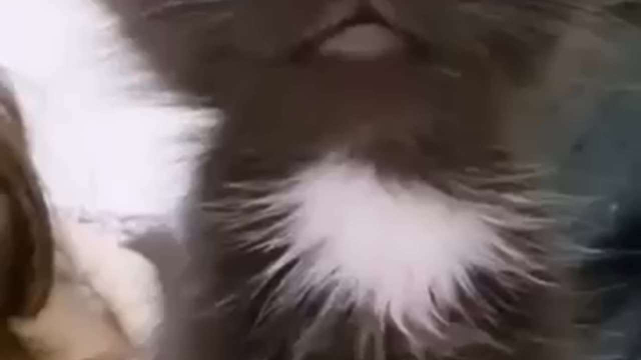 https://youtube.com/shorts/hZgp-7AJVwQ?si=cqlRIB-LkTz20Ut8