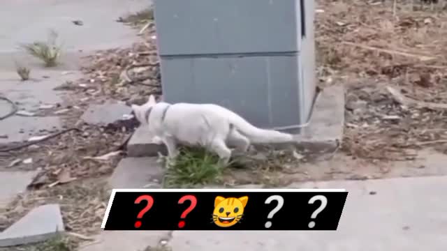 Cat funny eat